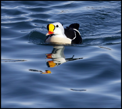 A beautiful (?) male King Eider