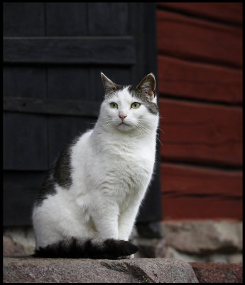 Beautiful cat in Stensjö by