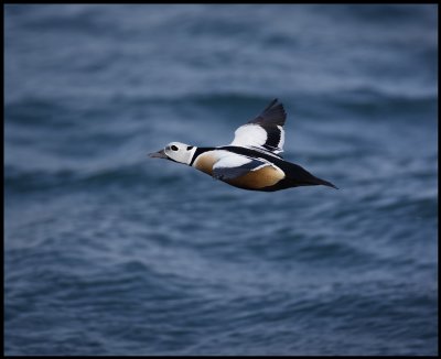 Male Stellers Eider