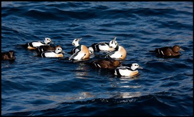 Stellers Eiders playing