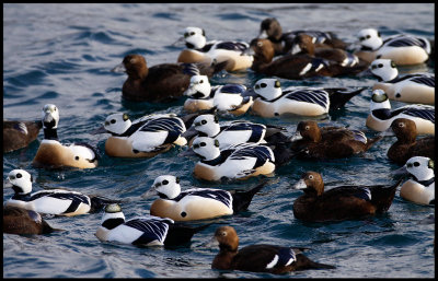 A small flock of Stellers Eiders in Vard