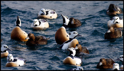 Two Stellers Eider drakes showing