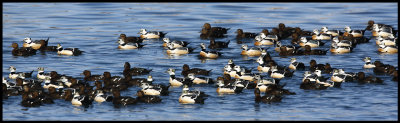 A flock of Stellers Eiders