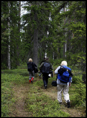 Walking to the hides deep in the forest