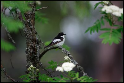 Male Black and White Flycatcher
