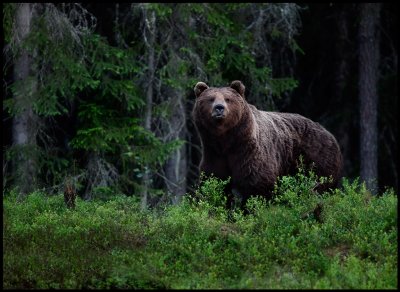 Brown Bear (Ursus arctos) in Finland