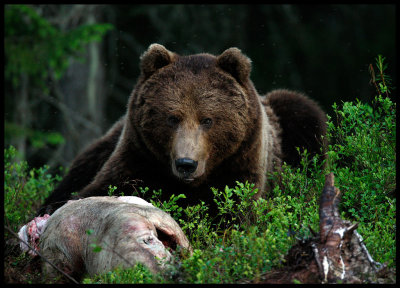 Brown Bear (Ursus arctos) at pig carrion