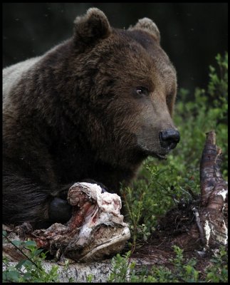 Brown Bear satisfied after eating