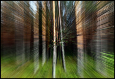 Zooming in to finnish pine forest......