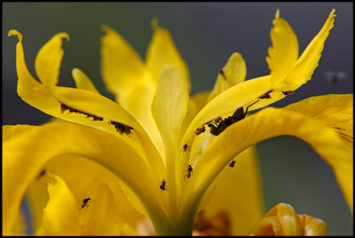 Yellow Iris (Iris pseudacorus) with flies searching food under leafs