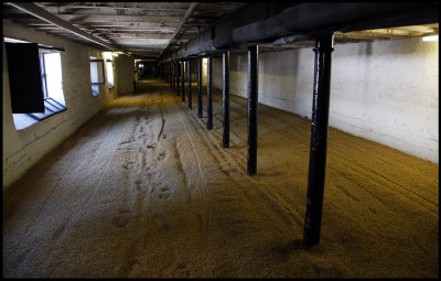 Germination of barley (malting) at Highland Park distillery