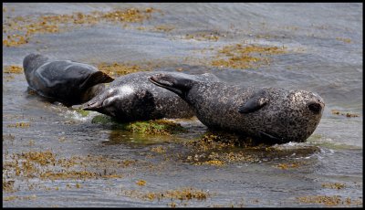 Harbour Seals - Scotland