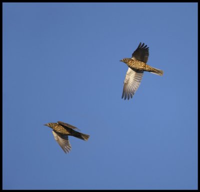 Mistle Thushes migrating at Falsterbo