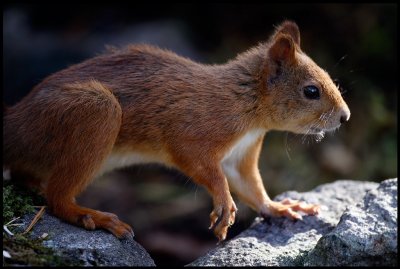 Squirrel - Norway