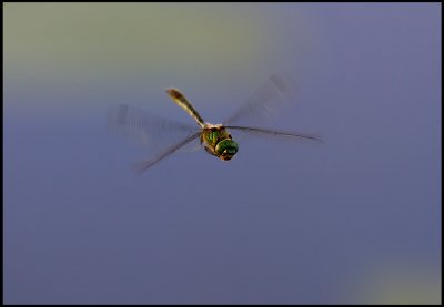 Flying dragonfly - Metalltrollslnda ( Somatochlora metallica) Bramstorp
