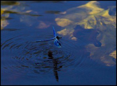 Blbandad jungfruslnda (Calopteryx splendens) - Brknen