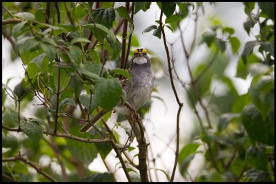 Denmarks second White-throated Sparrow (Zonotrichia albicollis) - Skrping
