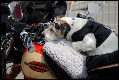Harley Davidson dog on vaccation - Gotland