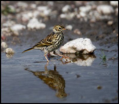 A Meadow Pipit going for a walk (ngspiplrka - Anthus pratensis) - Gotland