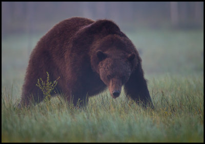 Old Brown Bear (Ursus arctos) in early morning mist - Finland