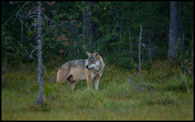 A wolf passes my hide in northern Finland (fortunately I had the Canon 800 prepared)