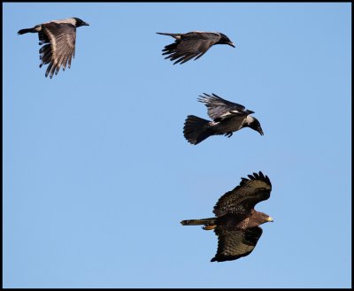 The mobb flying after a Buzzard (Ormvrk - Buteo buteo) at Falsterbo