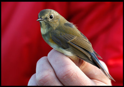 A Red-flanked Bluetail (Blstjrt - Tarsiger cyanurus) a rare visitor to Ottenby Birdstation