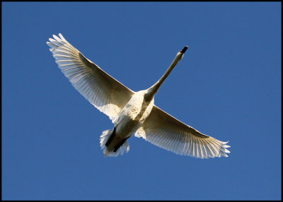 Mute Swan (Cygnus olor) flying over Ottenby