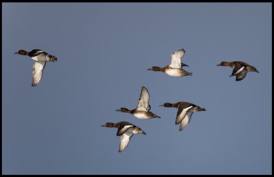 Tufted Ducks (Vigg - Aythya fuligula) Ottenby