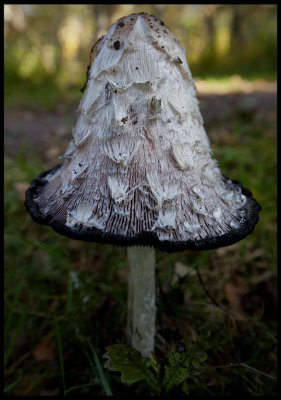 Shaggy Mane mushroom (Fjllig blcksvamp - Coprinus comatus)  Ottenby