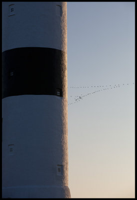 Lnge Jan lighthouse and geese on migration