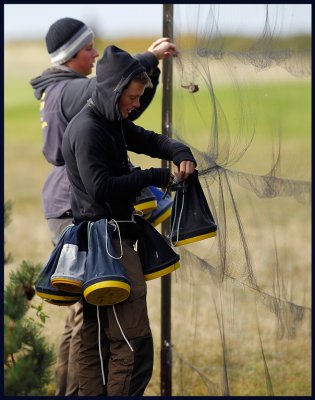 Collecting birds at Falsterbo ringing station