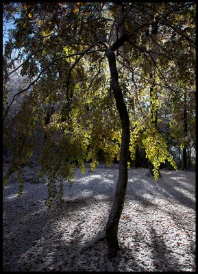 Early october snow in Bokhultet Växjö
