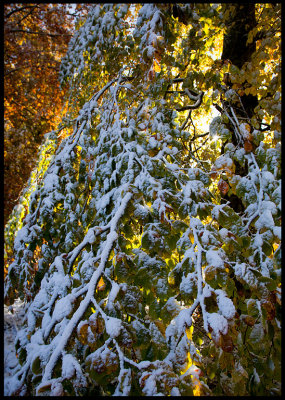 Early october snow in Bokhultet Vxj