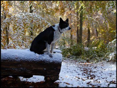 Early snow in Bokhultet - Vxj