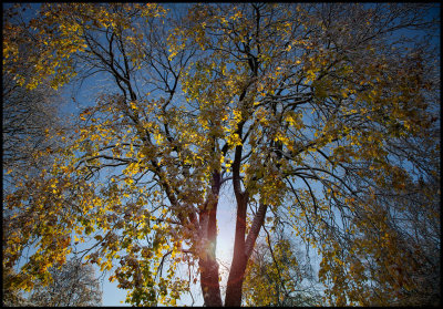 Winter coming early - Strandbjörket Växjö