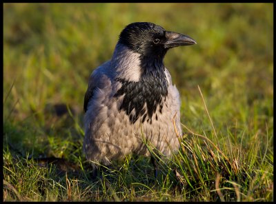 Morning Crow - Trnninge