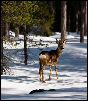 Roe Deer (Rdjur - C. capreoleus) on hard snow - Hudiksvall