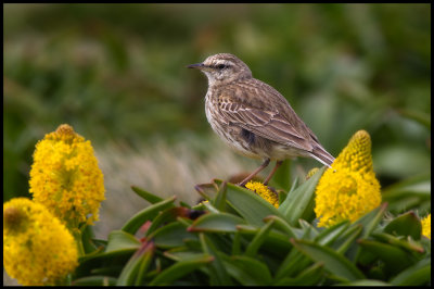 New Zealand Pipit and megaherbs at Enderby Island