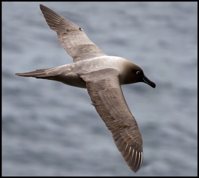 Light-mantled Sooty Albatross - Enderby Island (Auckland Islands)