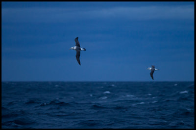 Late evening with White-capped Albatrosses near Stewart island