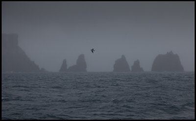 Early misty morning at Snares island
