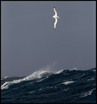 Royal Albatross in gale