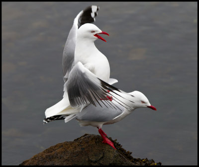  Red-billed Gulls mate - Campbell Island