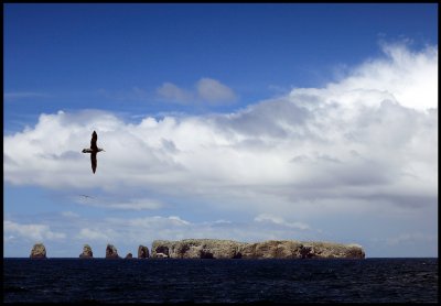  Northern Giant Petrel at Forty Four Islands