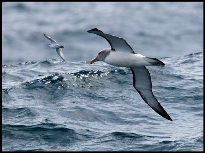 Salvins Albatross and Prion