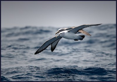 White-capped and Salvins Albatross flying together