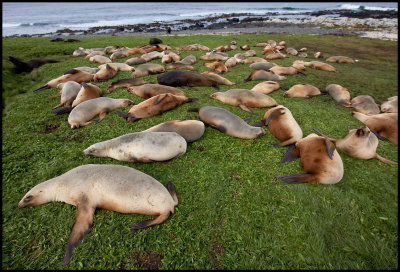 A harem of New Zealand Sea Lions - Enderby Island