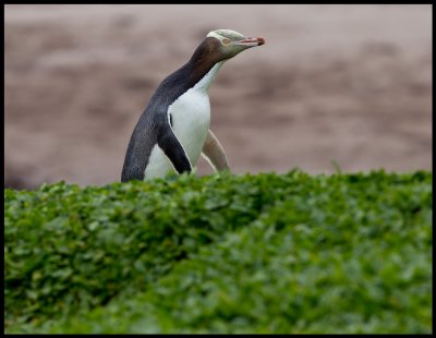 Shy and skulking- the Yellow -eyed Penguin - Enderby Island