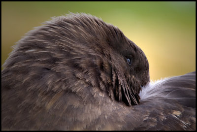 Resting Antarctic Skua - Enderby Island